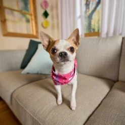 Goody Box Birthday Dog Toys & Treats, X-Small/Small -Pet Toys Shop 258999 PT4. AC SS1800 V1676045589