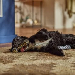 Frisco Halloween Candy Corn & Ghosts TPR Bone Squeaky Dog Toy, 2 Count -Pet Toys Shop 270529 PT3. AC SS1800 V1689876508