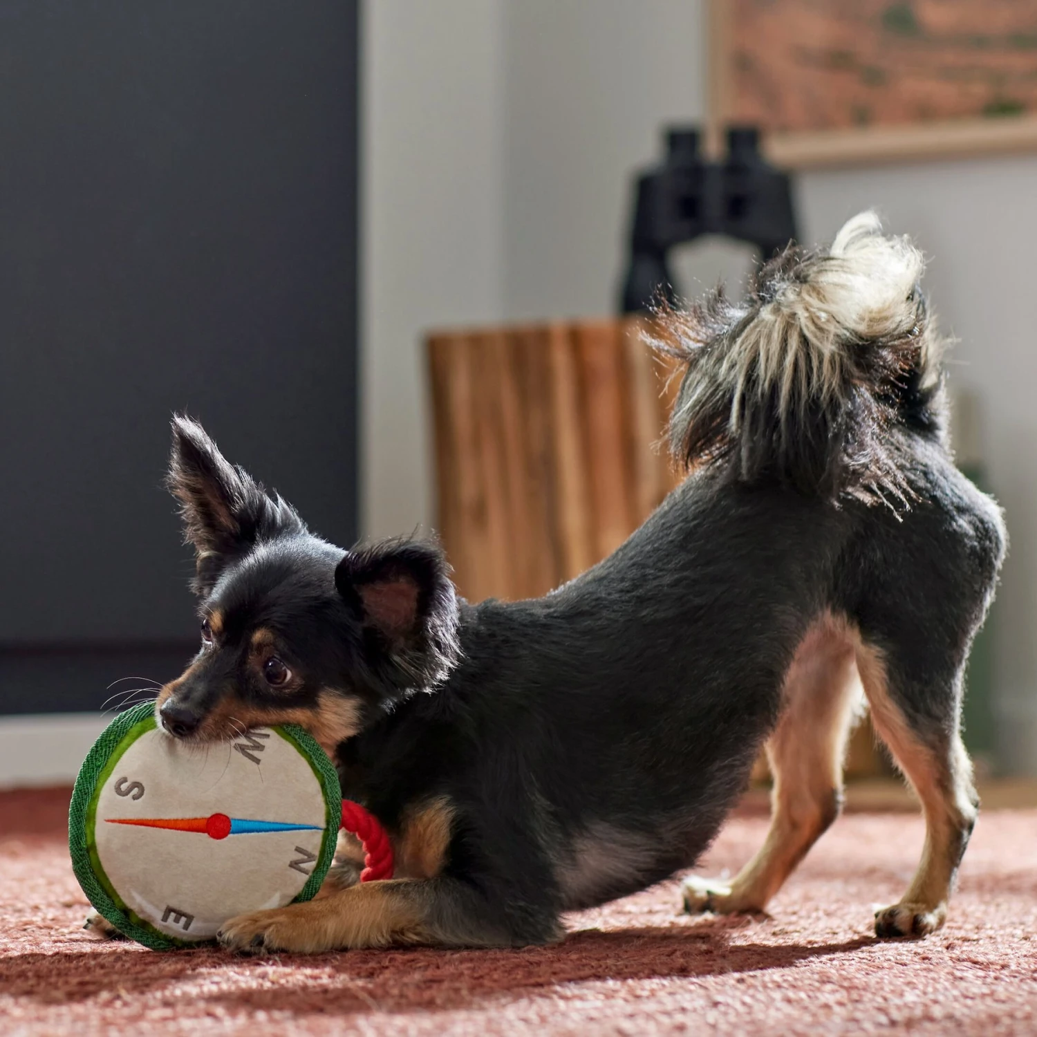 Frisco Camping Compass Plush With Rope Squeaky Dog Toy 3 Frisco Camping Compass Plush With Rope Squeaky Dog Toy - Image 3