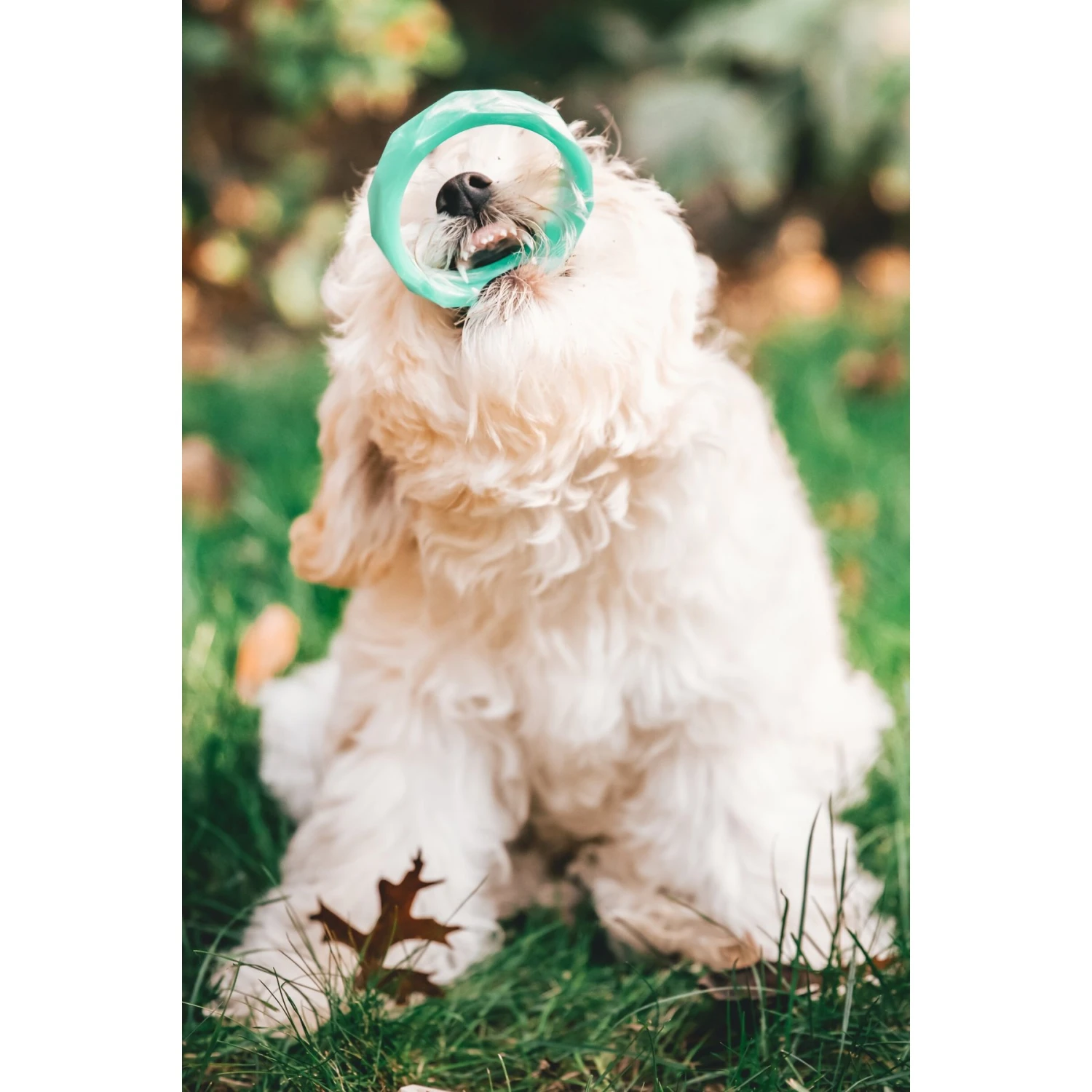 Sweet Paws Wearable Puppy Teether Stack Dog Chew Toy 4 Sweet Paws Wearable Puppy Teether Stack Dog Chew Toy - Image 4