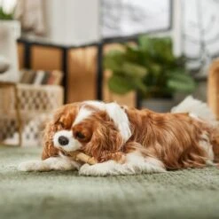 Ethical Pet Bambone & Bamboo Chicken Dog Toy -Pet Toys Shop 278517 PT4. AC SS1800 V1682711080