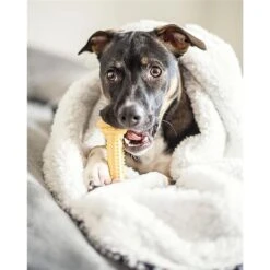 Nylabone Power Chew Nylon Dog Bones Bundle Chicken, Bacon & Peanut Butter 11 Nylabone Power Chew Nylon Dog Bones Bundle Chicken, Bacon & Peanut Butter -Pet Toys Shop 279847 PT2. AC SS1800 V1680645001