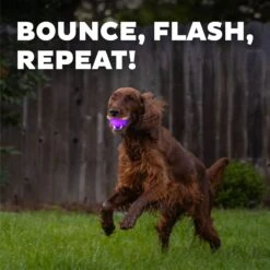 Planet Dog Orbee-Tuff Strobe Ball Light Up LED Dog Toy -Pet Toys Shop 281727 PT3. AC SS1800 V1646778443