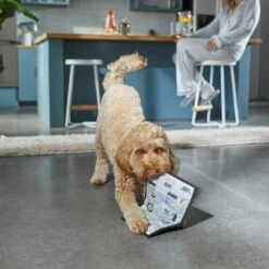 Frisco Brunch Menu Ballistic Nylon Flat Plush Squeaky Dog Toy -Pet Toys Shop 297276 PT2. AC SS1800 V1642088788