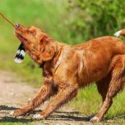 Outward Hound Tail Teaser With Refill Dog & Cat Teaser Toy & Wellness Soft Puppy Bites Lamb & Salmon Recipe Grain-Free Natural Dog Treats -Pet Toys Shop 298374 PT3. AC SS1800 V1623193341