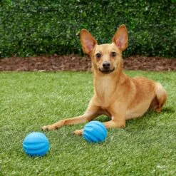 Frisco Neoprene Dog Life Jacket & Frisco Foam Rubber Floating Fetch Ball No Squeak Dog Toy -Pet Toys Shop 303480 PT7. AC SS1800 V1623064950