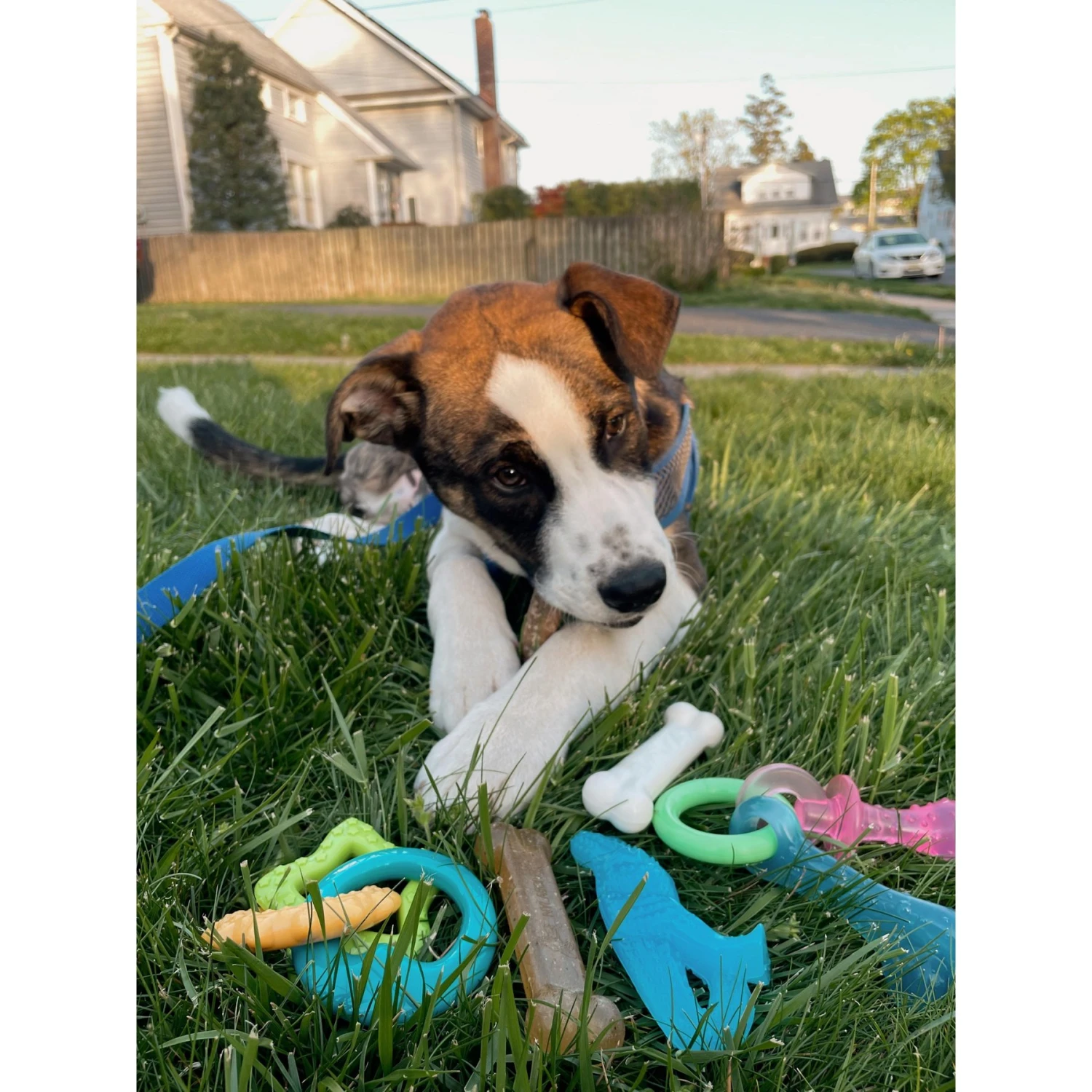 Nylabone Puppy Starter Kit With Chew Toys, Teething Kit & Chew Treat 2 Nylabone Puppy Starter Kit With Chew Toys, Teething Kit & Chew Treat - Image 2