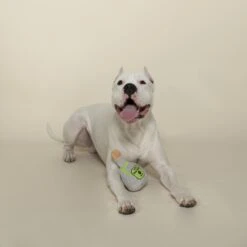 Pet Shop By Fringe Studio Pawtron Tequila Plush Dog Toy -Pet Toys Shop 306613 PT2. AC SS1800 V1623281876