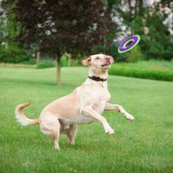 Caitec Outer Armor Ring Dog Toy 5 Caitec Outer Armor Ring Dog Toy -Pet Toys Shop 315823 PT2. AC SS1800 V1628545608