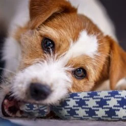 Rocket & Rex Not Just Your Plain Old Rope Dog Toy Set, 4 Count -Pet Toys Shop 318053 PT3. AC SS1800 V1632182477