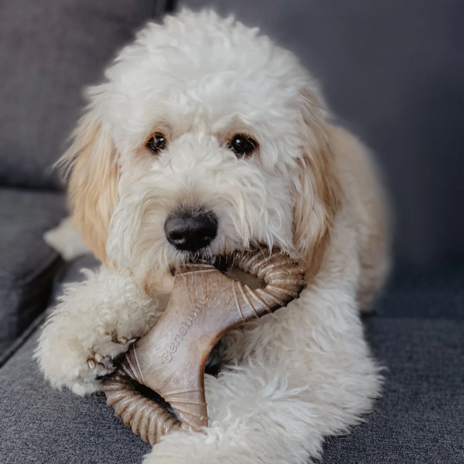 Benebone Bacon Flavor Wishbone Tough Dog Chew Toy & Benebone Bacon Flavor Dental Tough Dog Chew Toy 9 Benebone Bacon Flavor Wishbone Tough Dog Chew Toy & Benebone Bacon Flavor Dental Tough Dog Chew Toy - Image 9