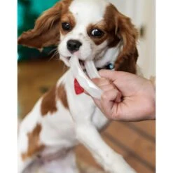 Sweet Paws Wearable Puppy Teether Stack Party Of 4 15 Sweet Paws Wearable Puppy Teether Stack Party Of 4 -Pet Toys Shop 325664 PT6. AC SS1800 V1635193596