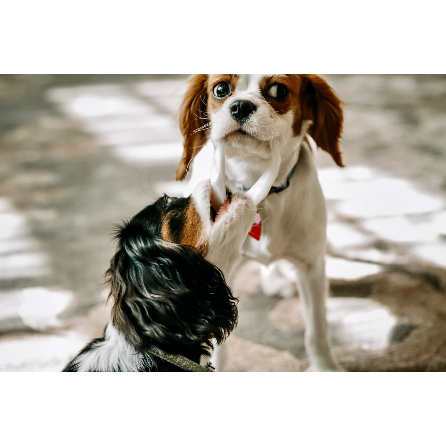 Sweet Paws Wearable Puppy Teether Stack Party Of 4 8 Sweet Paws Wearable Puppy Teether Stack Party Of 4 - Image 8