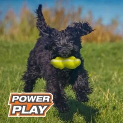 Nylabone Power Play Tennis Teddy Gripz Dog Toy 13 Nylabone Power Play Tennis Teddy Gripz Dog Toy -Pet Toys Shop 329495 PT4. AC SS1800 V1685650572