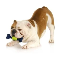 Nylabone Power Play Tennis Play 'n Fetch Interactive Dog Toy -Pet Toys Shop 329499 PT6. AC SS1800 V1685645681