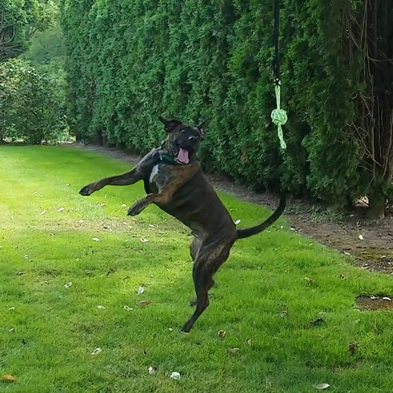 Tumbo Tugger Dog Toy, Green, Large 5 Tumbo Tugger Dog Toy, Green, Large - Image 5