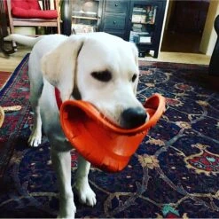 SodaPup Bottle Top Rubber Flying Disk Dog Toy -Pet Toys Shop 346939 PT5. AC SS1800 V1638401593