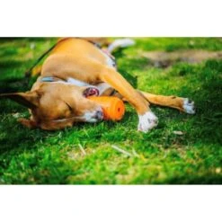 SodaPup Can Treat Dispenser Dog Toy -Pet Toys Shop 346944 PT5. AC SS1800 V1638339172