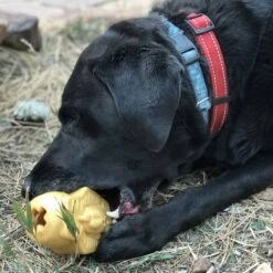 SodaPup Doggie Pharaoh Treat Dispenser Dog Toy -Pet Toys Shop 346963 PT4. AC SS1800 V1638307075