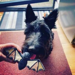 SodaPup Nylon Vampire Bat Chew Dog Toy -Pet Toys Shop 347095 PT5. AC SS1800 V1638341497