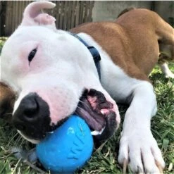 SodaPup TPE Wag Ball Chew & Retrieving Toy 13 SodaPup TPE Wag Ball Chew & Retrieving Toy -Pet Toys Shop 347131 PT5. AC SS1800 V1638336986