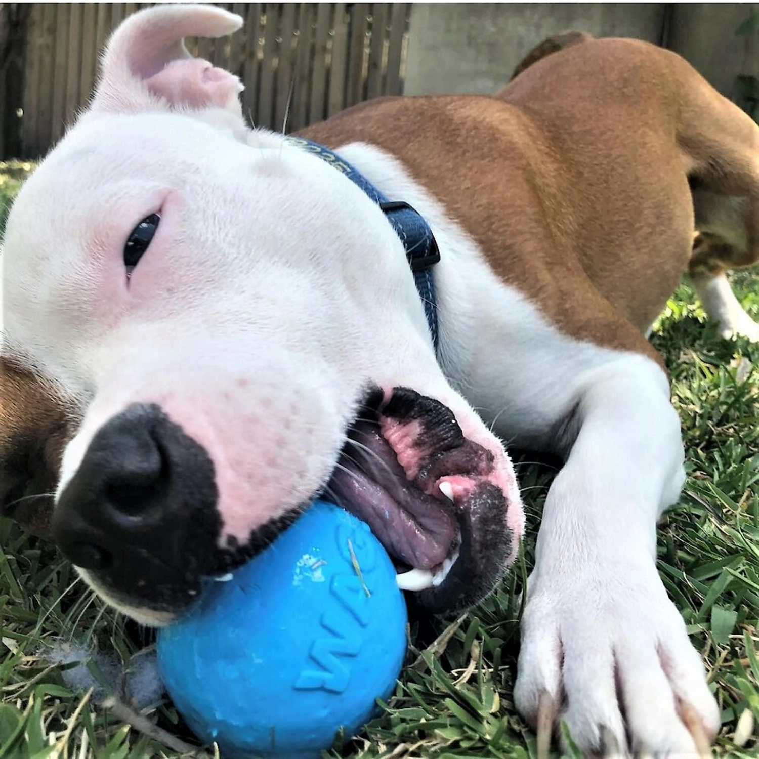 SodaPup TPE Wag Ball Chew & Retrieving Toy 6 SodaPup TPE Wag Ball Chew & Retrieving Toy - Image 6