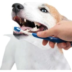 Nylabone Advanced Oral Care Original Flavor Puppy Dental Kit & Nylabone Puppy Pacifier Teething Toy Chew Teething Pacifier Bacon -Pet Toys Shop 365504 PT4. AC SS1800 V1644013666