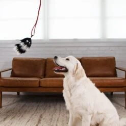 Outward Hound Fox Tail Teaser Wand Dog Toy Replacement Lure -Pet Toys Shop 368180 PT5. AC SS1800 V1644529397