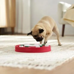 Frisco Bento Interactive Puzzle Dog Toy, Moderate -Pet Toys Shop 506226 PT5. AC SS1800 V1674664929