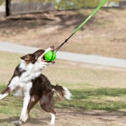 Jolly Pets Tree Tugger Rope Tug Dog Toy -Pet Toys Shop 528366 PT4. AC SS1800 V1657658561