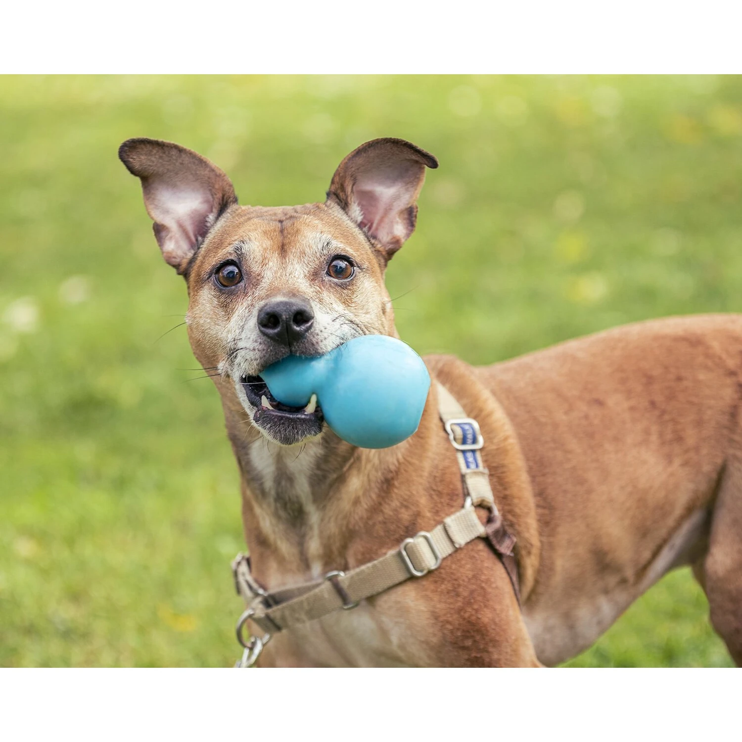 Roscoe's Pet Products Natural Rubber Refillable Dog Treat Toy 4 Roscoe's Pet Products Natural Rubber Refillable Dog Treat Toy - Image 4