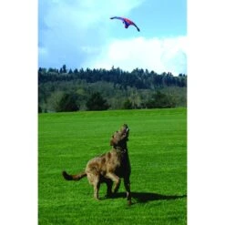 Chuckit! Flying Squirrel Dog Toy, Color Varies 7 Chuckit! Flying Squirrel Dog Toy, Color Varies -Pet Toys Shop 53222 PT2. AC SS1800 V1602325859