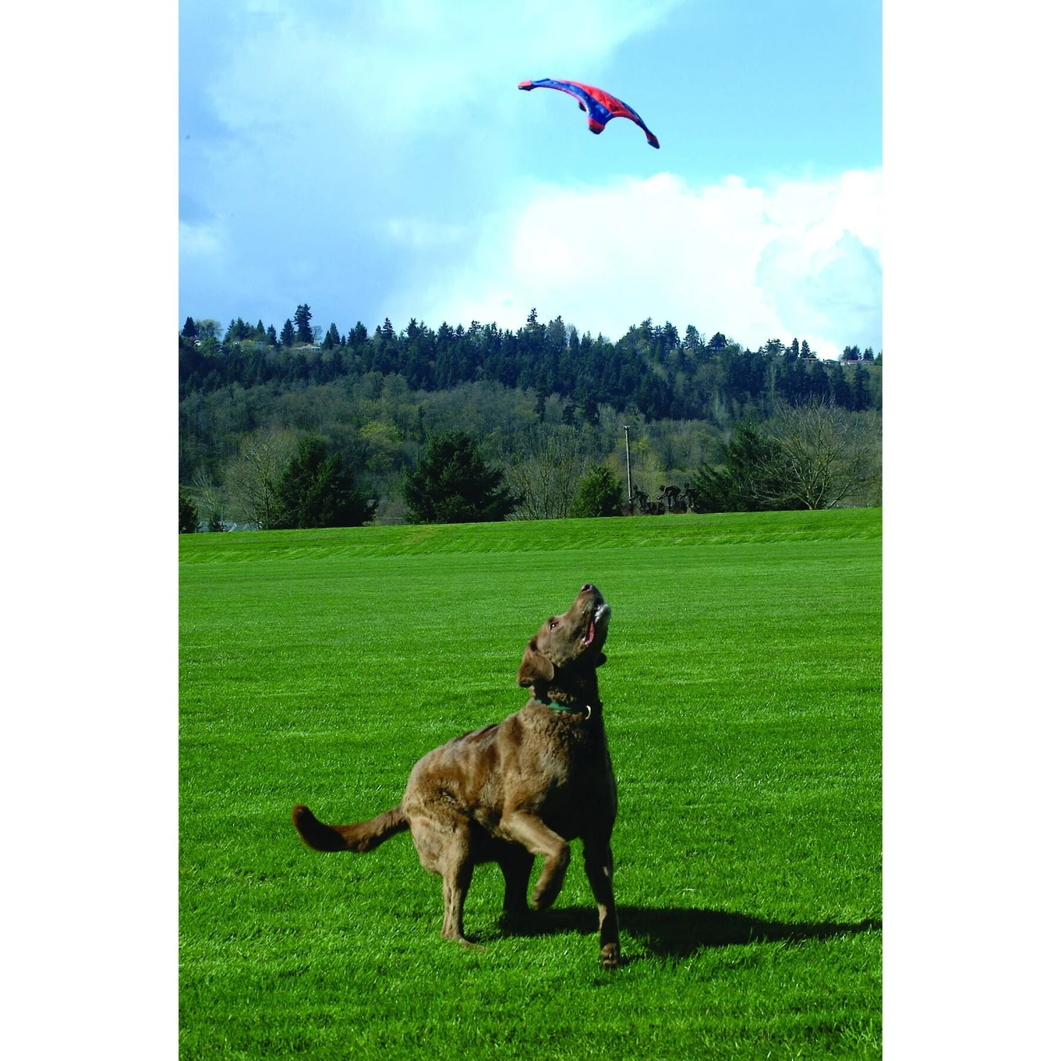 Chuckit! Flying Squirrel Dog Toy, Color Varies 3 Chuckit! Flying Squirrel Dog Toy, Color Varies - Image 3