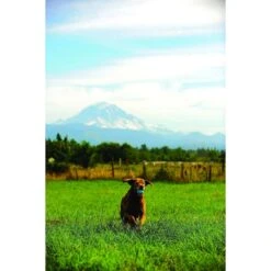 Chuckit! The Whistler Ball Dog Toy, Color Varies -Pet Toys Shop 53238 PT4. AC SS1800 V1531445553