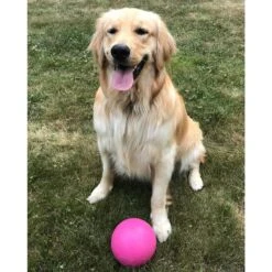 Jolly Pets Bounce-n-Play Dog Toy, Pink -Pet Toys Shop 53666 PT2. AC SS1800 V1629241887