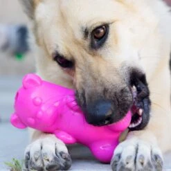 Ruff Dawg Gummy Bear Treat Dispenser Dog Toy, Color Varies -Pet Toys Shop 53877 PT2. AC SS1800 V1602290161