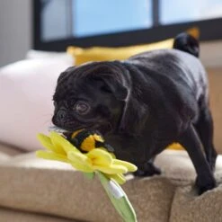 Frisco Spring Sunflower Plush Squeaky Dog Toy -Pet Toys Shop 546766 PT4. AC SS1800 V1702500565