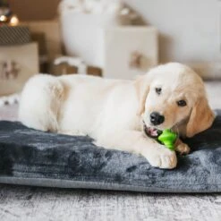 Benebone Multipack Durable Dog Chew Toy, 4 Count -Pet Toys Shop 571878 PT3. AC SS1800 V1672433007