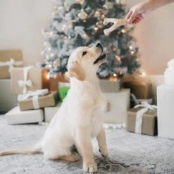 Benebone Multipack Durable Dog Chew Toy, 4 Count -Pet Toys Shop 571878 PT4. AC SS1800 V1672433007