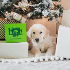 Benebone Multipack Durable Dog Chew Toy, 4 Count -Pet Toys Shop 571878 PT5. AC SS1800 V1672433006