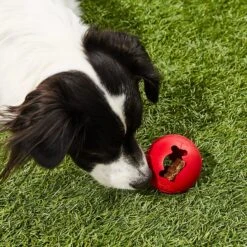 KONG Classic Biscuit Ball Dog Toy 10 KONG Classic Biscuit Ball Dog Toy -Pet Toys Shop 59149 PT5. AC SS1800 V1603160486