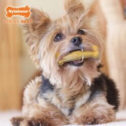 Nylabone FlexiChew Moderate Dog Chew Toys Triple Pack Variety -Pet Toys Shop 59243 PT7. AC SS1800 V1685647195