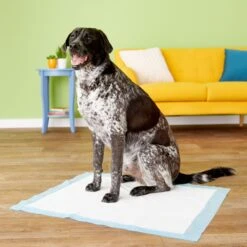 Four Paws Wee-Wee Superior Performance Dog Pee Pads & Nylabone Puppy Chew Variety Toy & Treat Triple Pack -Pet Toys Shop 609534 PT4. AC SS1800 V1660403162