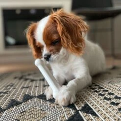 Four Paws Wee-Wee Superior Performance Dog Pee Pads & Nylabone Puppy Chew Variety Toy & Treat Triple Pack -Pet Toys Shop 609534 PT8. AC SS1800 V1660403216