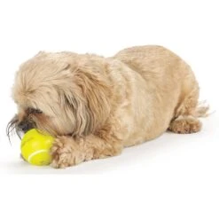 Planet Dog Orbee-Tuff Sport Tennis Ball Tough Dog Chew Toy -Pet Toys Shop 62264 PT8. AC SS1800 V1646767897