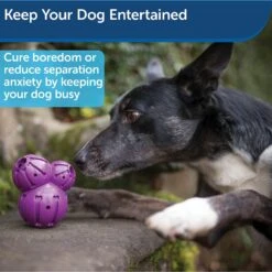 PetSafe Busy Buddy Barnacle Treat Dispenser Tough Dog Chew Toy -Pet Toys Shop 63205 PT3. AC SS1800 V1602308466