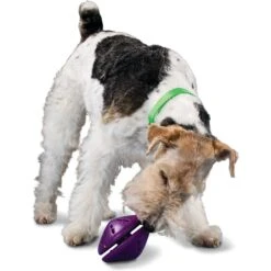 PetSafe Busy Buddy Twist 'n Treat Treat Dispenser Dog Toy 10 PetSafe Busy Buddy Twist 'n Treat Treat Dispenser Dog Toy -Pet Toys Shop 63858 PT2. AC SS1800 V1602333064
