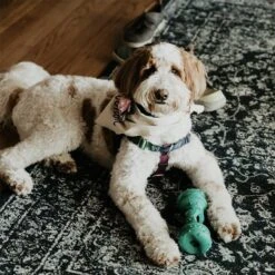 Himalayan Pet Supply Jughead Slim Chew Guardian Chew Smarter Chew Longer Dog Toy, Green, Medium -Pet Toys Shop 641062 PT7. AC SS1800 V1665607485