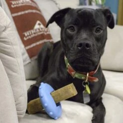 Himalayan Pet Supply Bonehead Chew Guardian Chew Smarter & Longer Dog Toy 15 Himalayan Pet Supply Bonehead Chew Guardian Chew Smarter & Longer Dog Toy -Pet Toys Shop 641086 PT7. AC SS1800 V1665603835