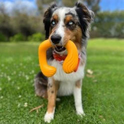 Nylabone Creative Play C-Shuu Interactive Exercise Dog Toy -Pet Toys Shop 665654 PT2. AC SS1800 V1679081955